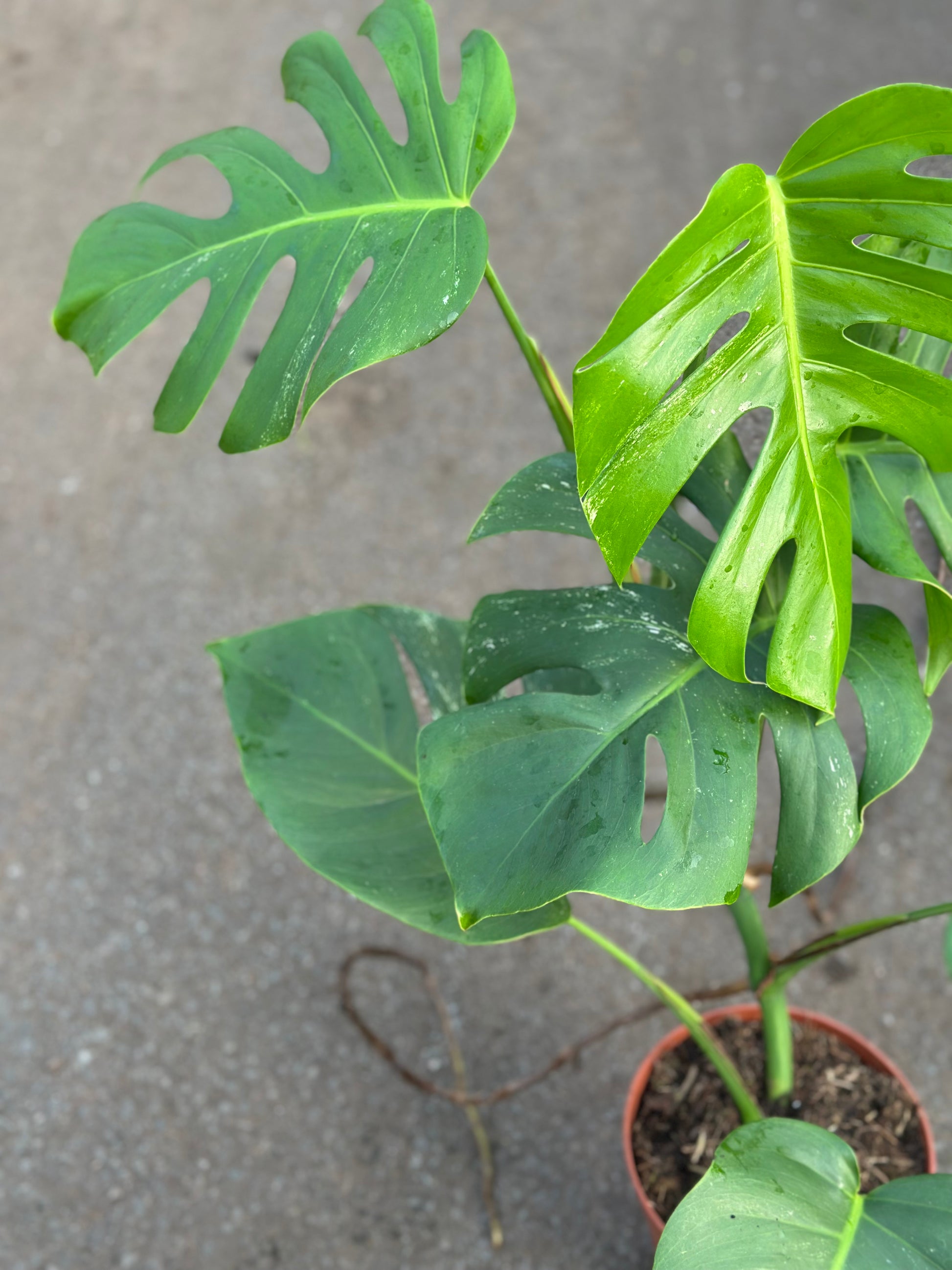 monstera albo plants Monstera Albo Green – GrowJungle