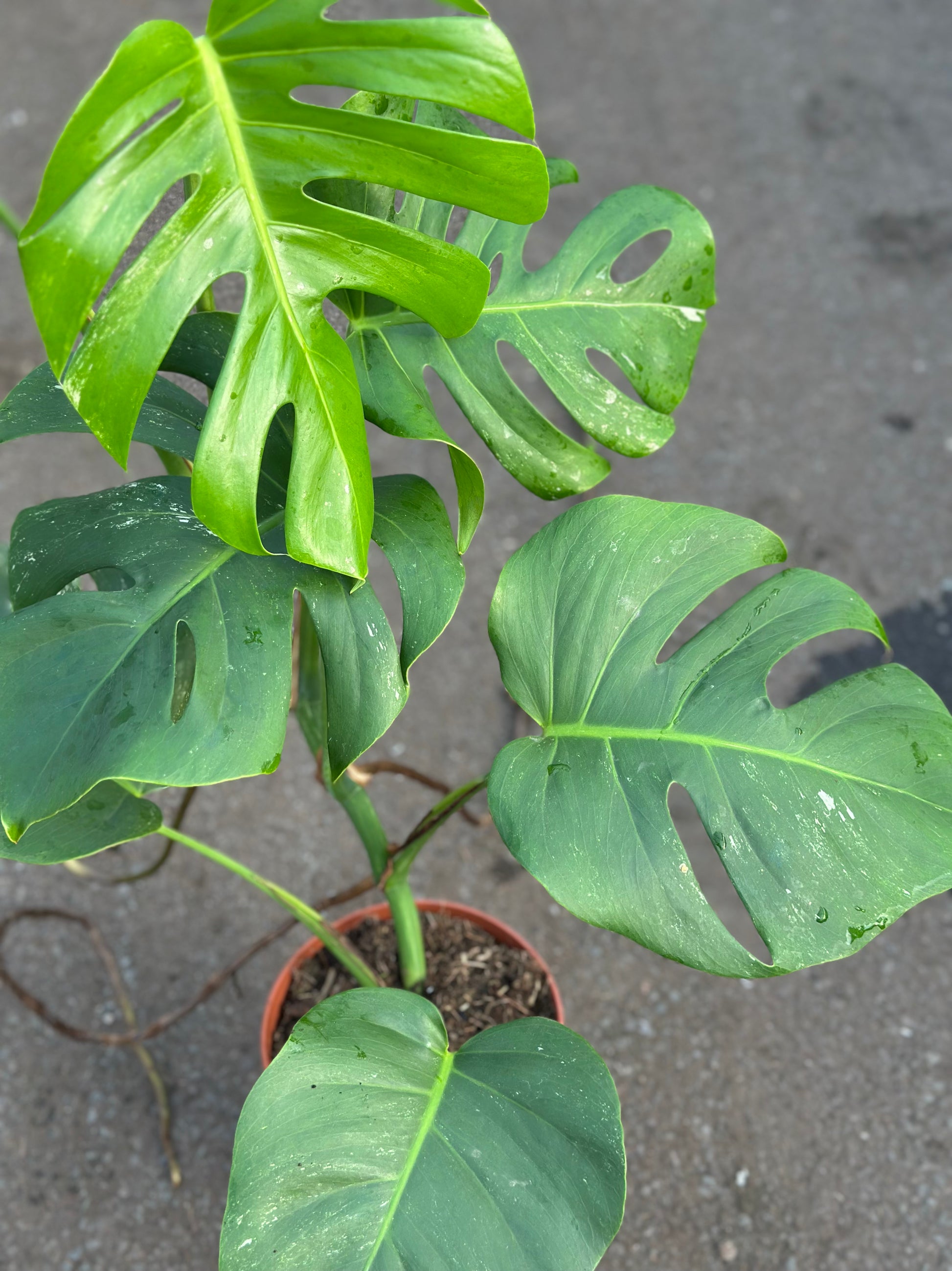 monstera deliciosa light green leaves Monstera Albo Green – GrowJungle