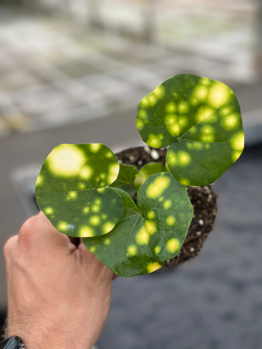 Calathea Japonicum Aureomaculatum