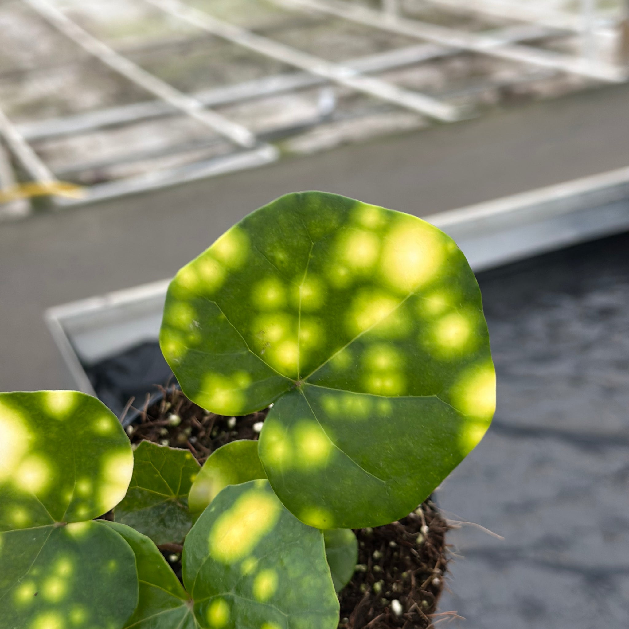 Calathea Japonicum Aureomaculatum