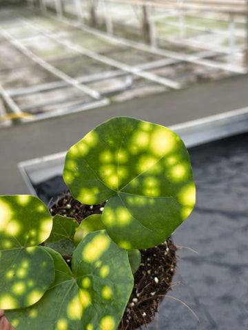 Calathea Japonicum Aureomaculatum