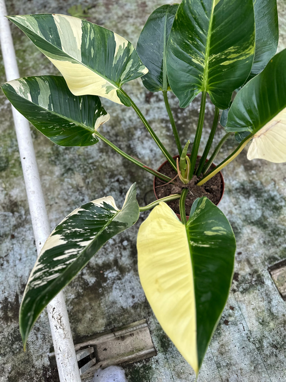 Philodendron Green Congo Variegated XXL