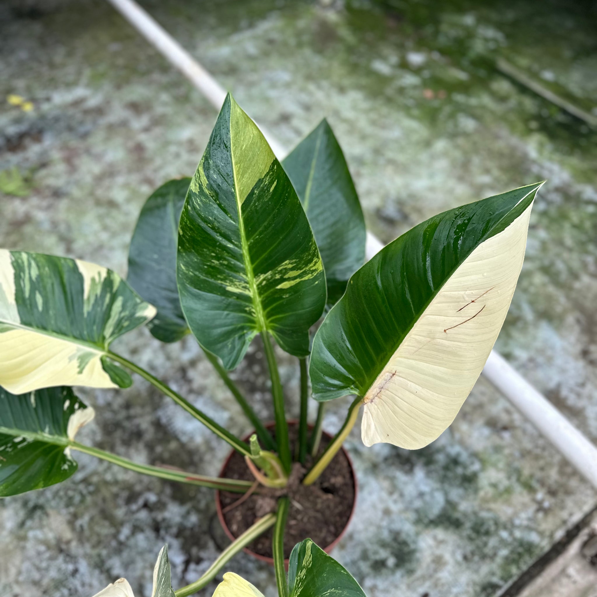 Philodendron Green Congo Variegated XXL