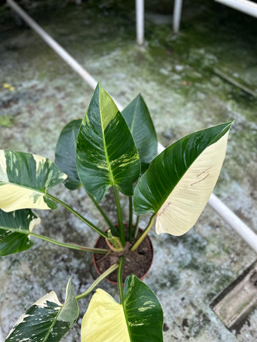 Philodendron Green Congo Variegated XXL