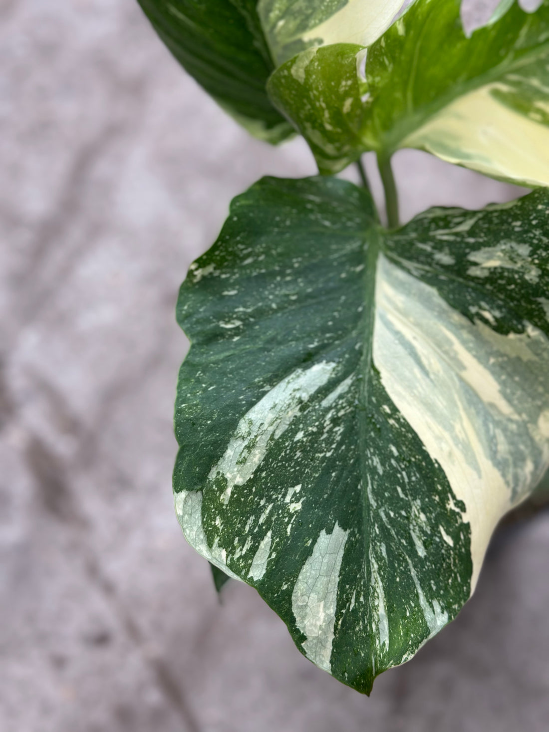 Monstera Thai Deformed