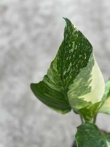 Monstera Thai Deformed