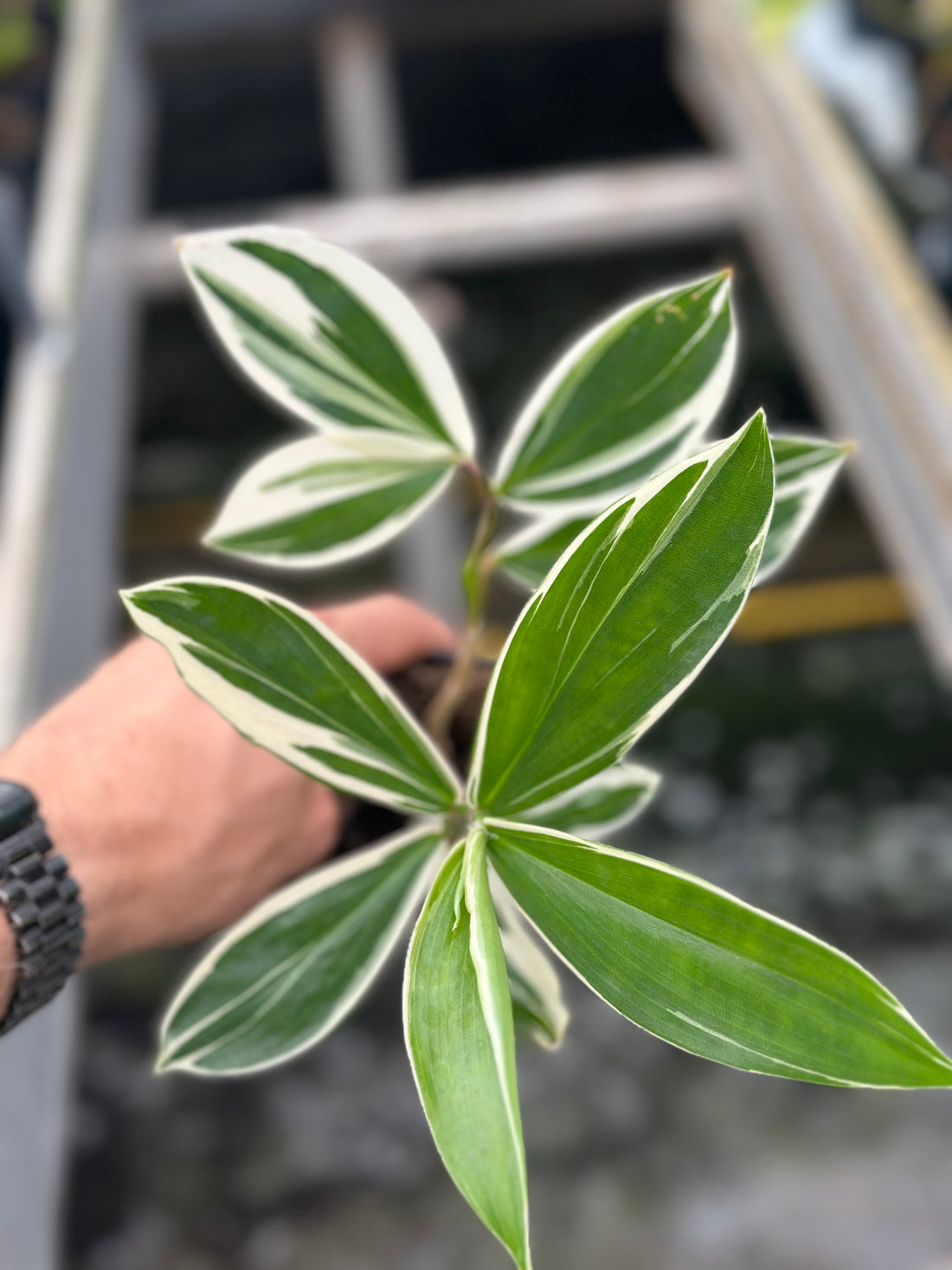 Cheilocostus Speciosus Variegatus