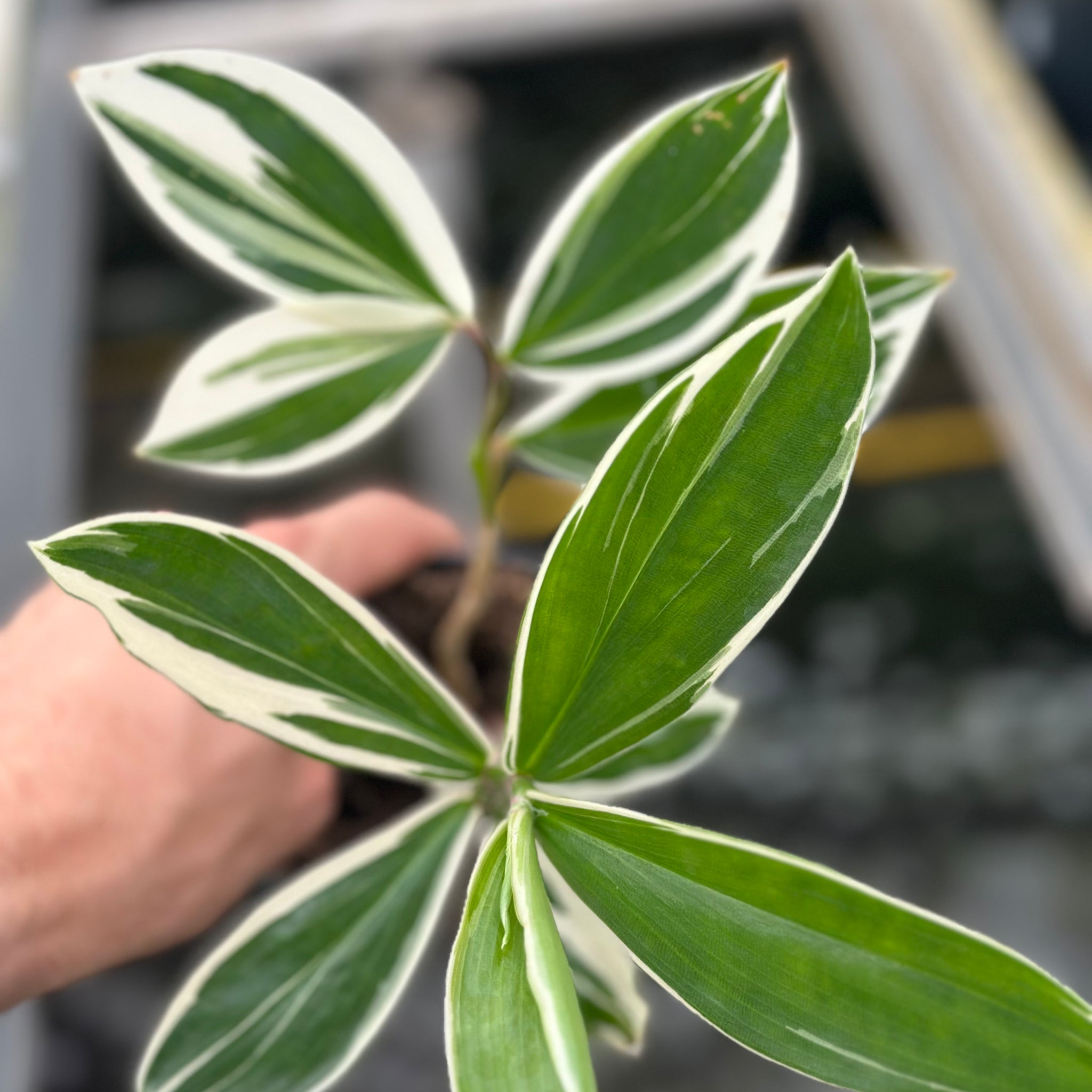 Cheilocostus Speciosus Variegatus