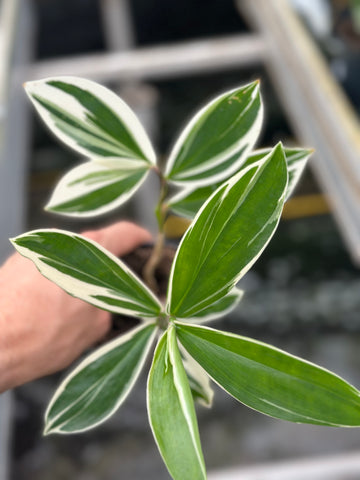 Cheilocostus Speciosus Variegatus