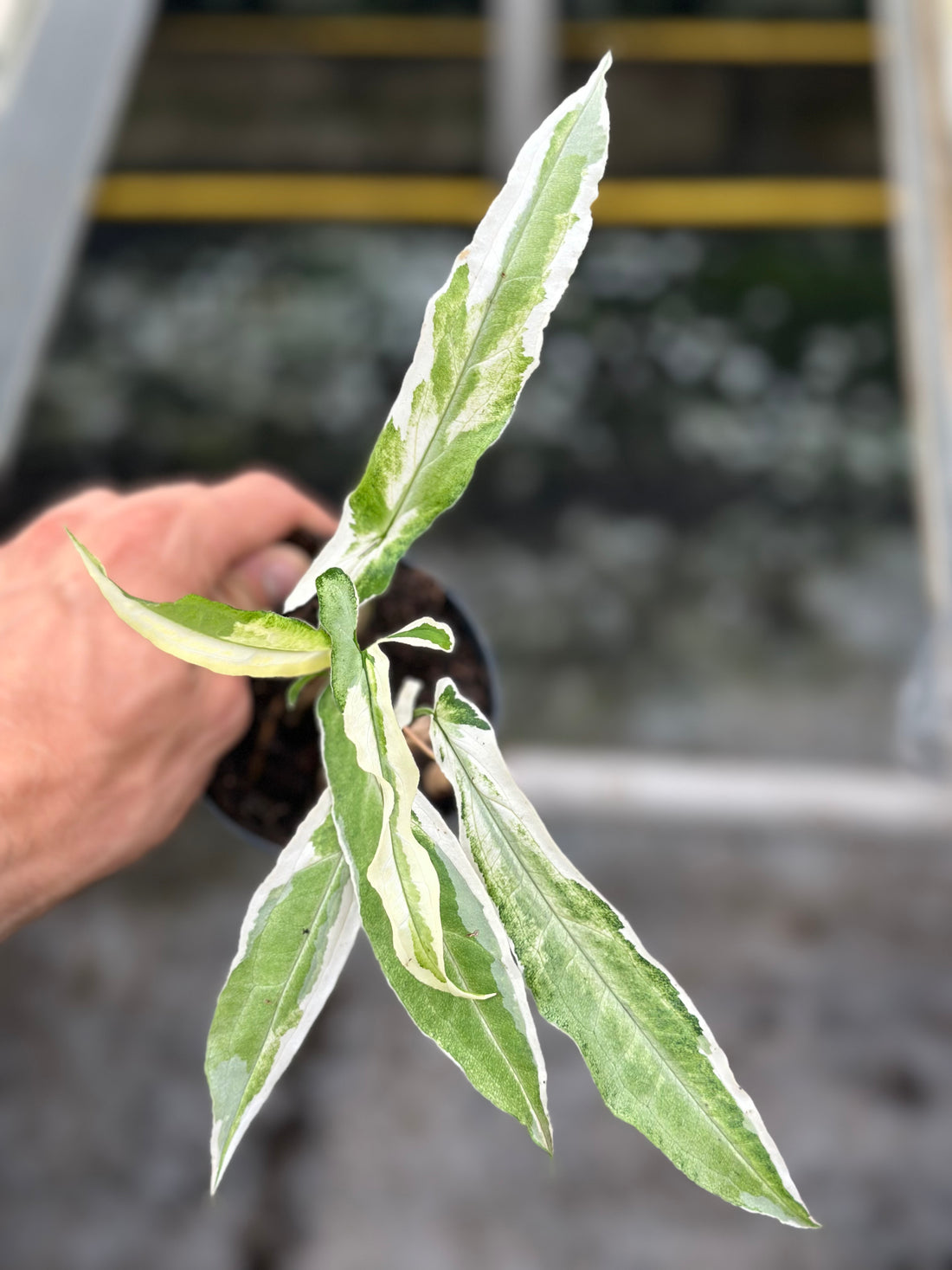 Syngonium Ngern Lai Ma Variegated