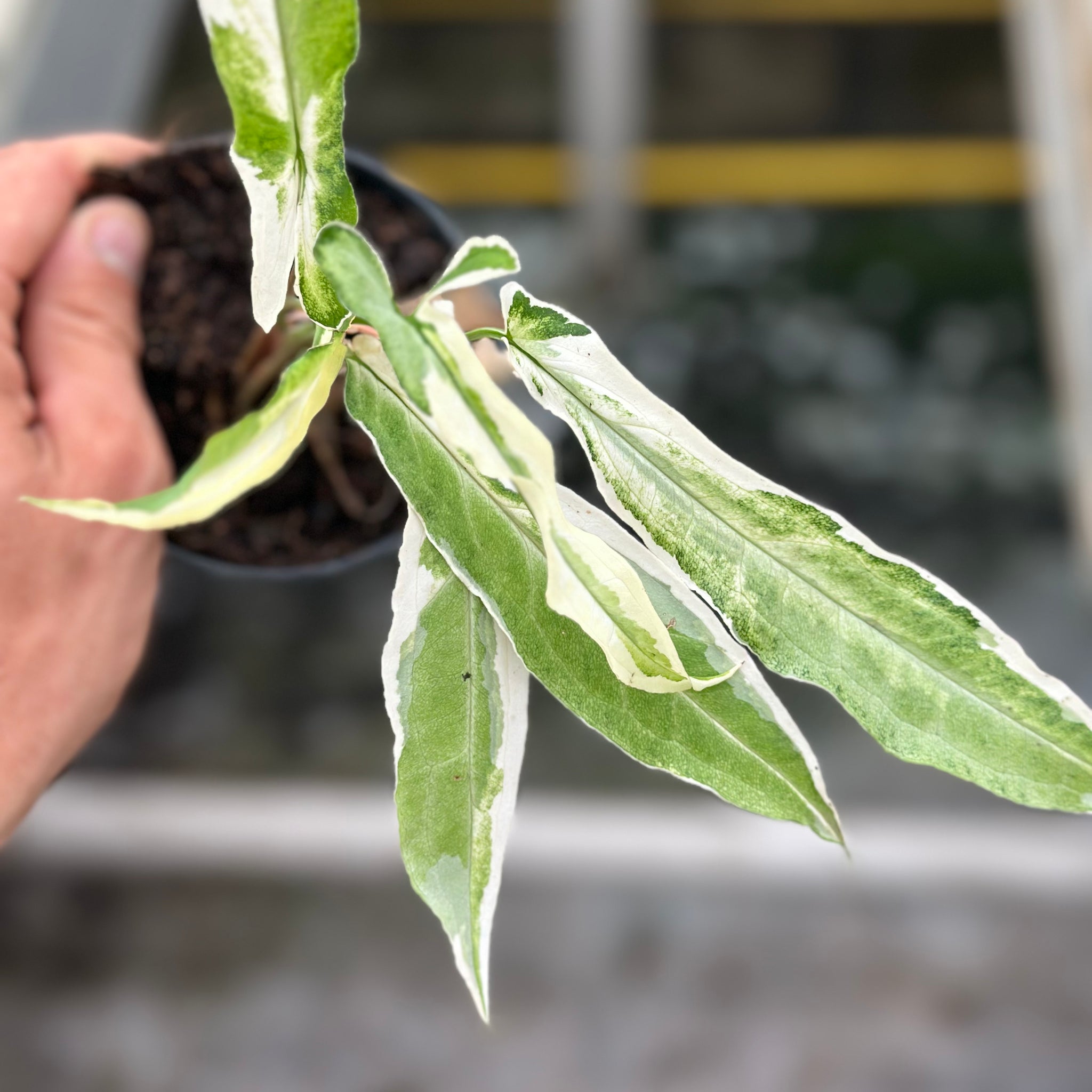 Syngonium Ngern Lai Ma Variegated