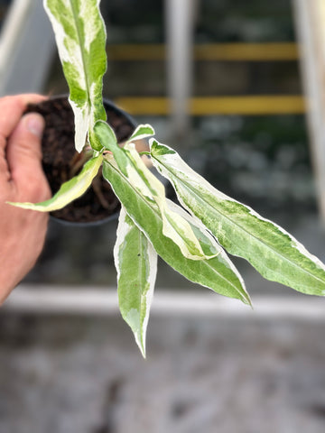 Syngonium Ngern Lai Ma Variegated