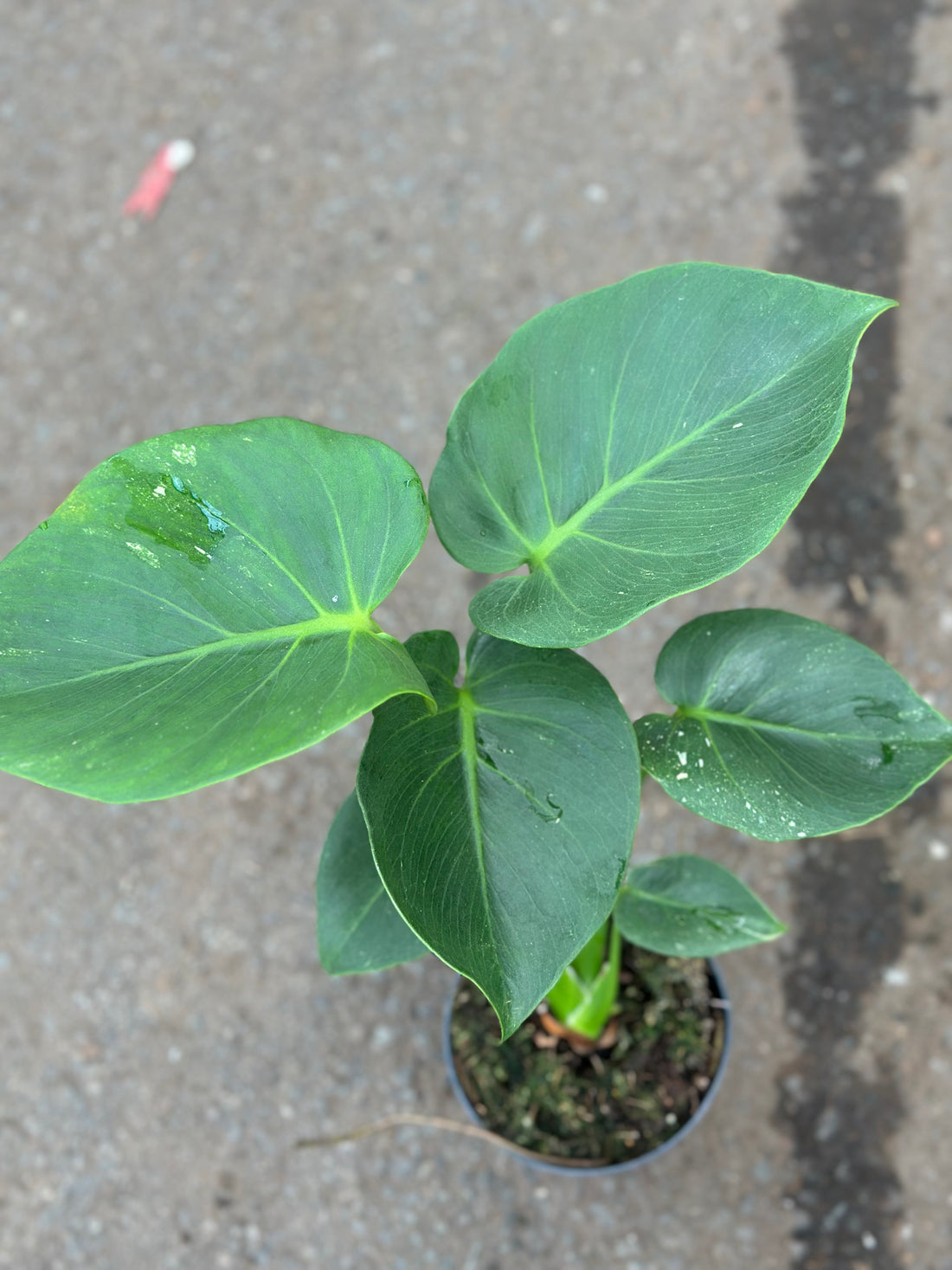 Monstera Thai 'Dark Form'