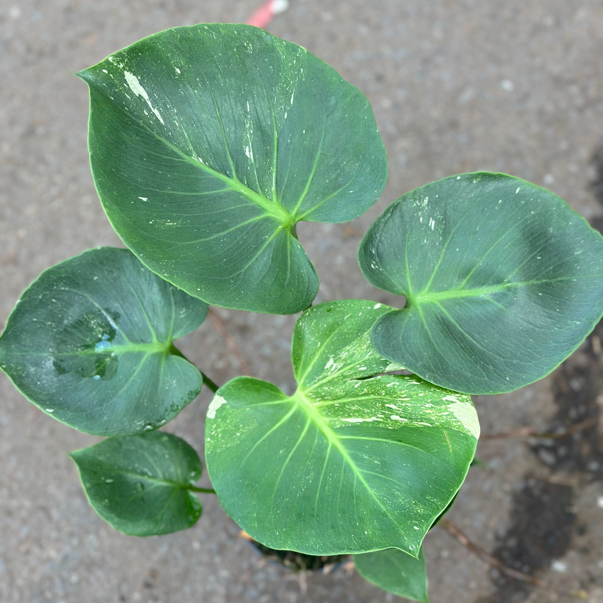 Monstera Thai 'Dark Form'