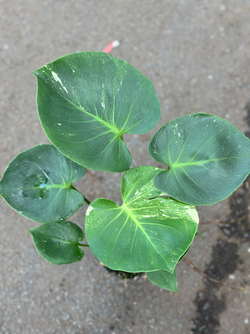 Monstera Thai 'Dark Form'