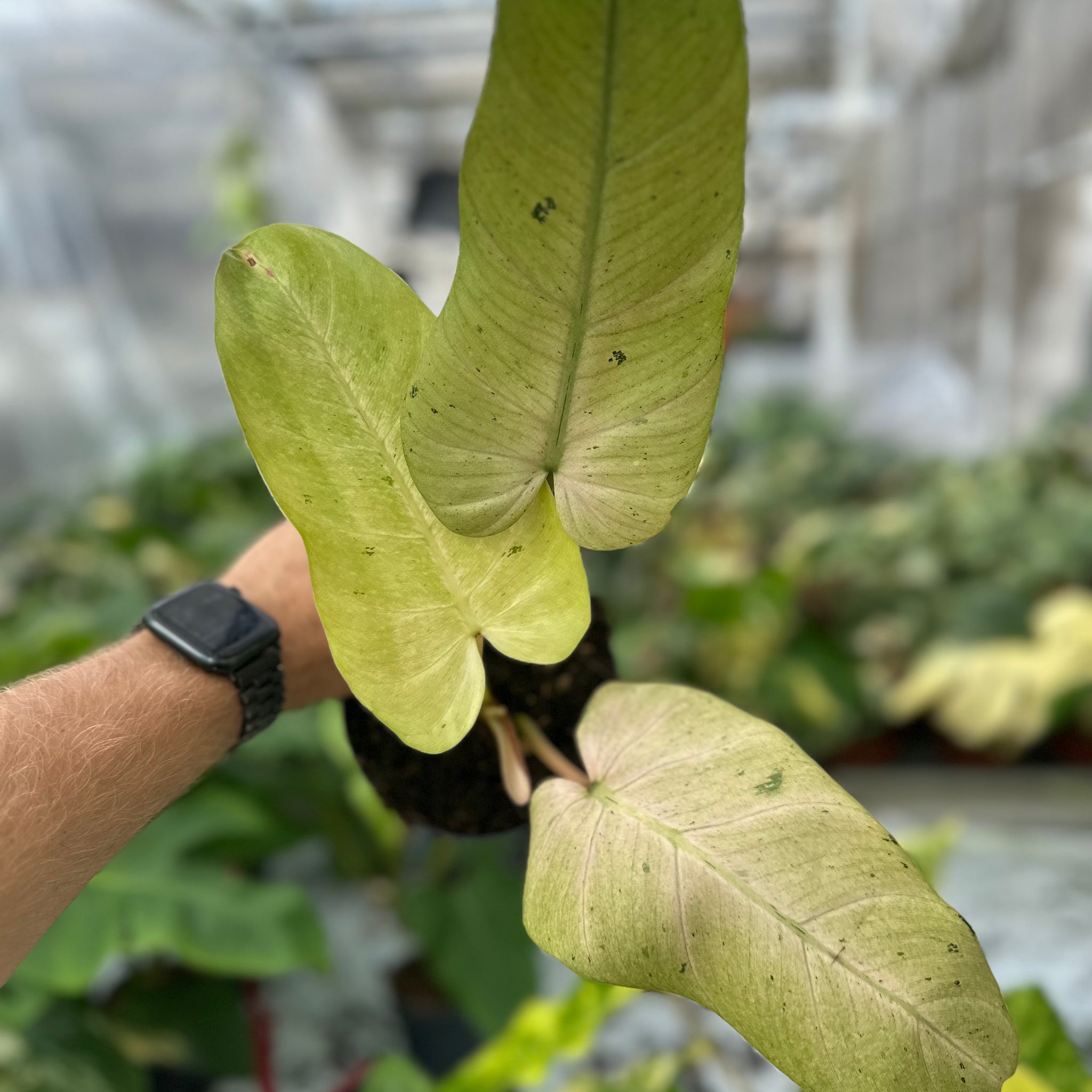 Philodendron Whipple Way Variegated