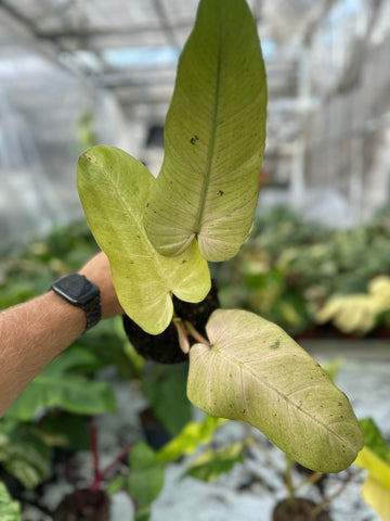 Philodendron Whipple Way Variegated