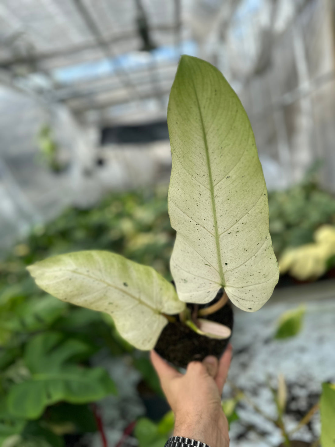 Philodendron Whipple Way Variegated