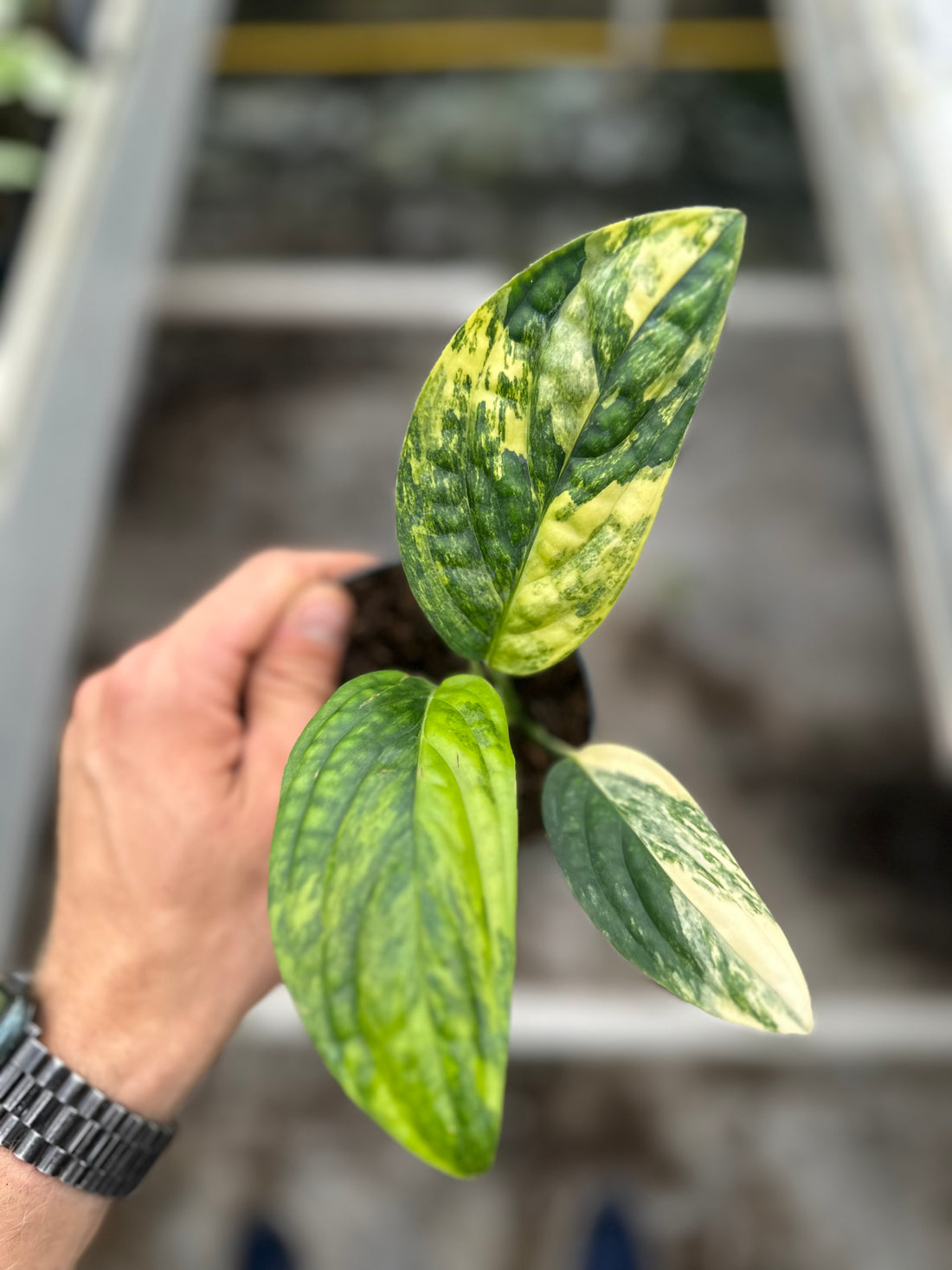 Monstera Peru Variegated – 12cm Pot – Choose Your Exact Plant