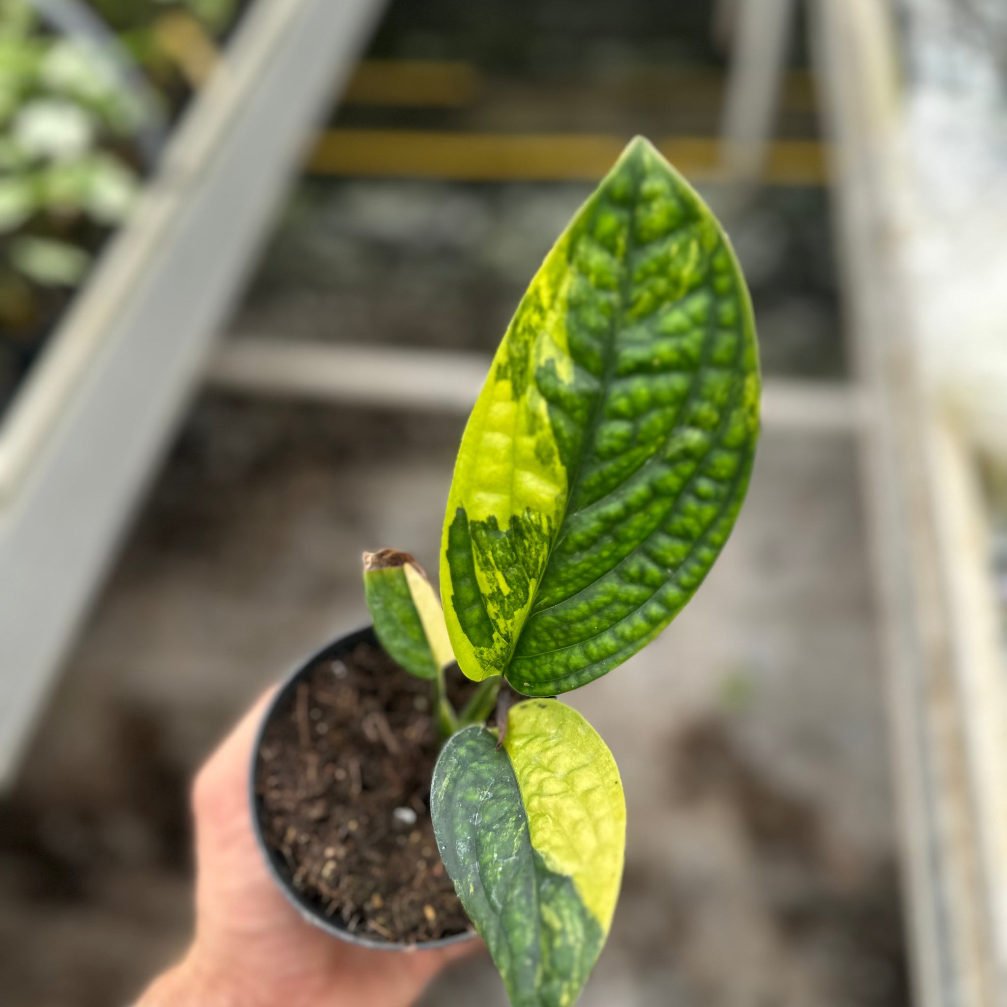 Monstera Peru Variegated – 12cm Pot – Choose Your Exact Plant