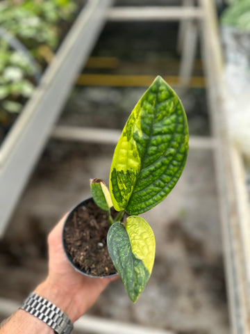 Monstera Peru Variegated – 12cm Pot – Choose Your Exact Plant