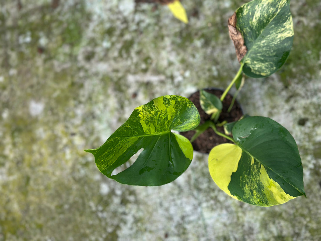 Monstera Yellow Marilyn