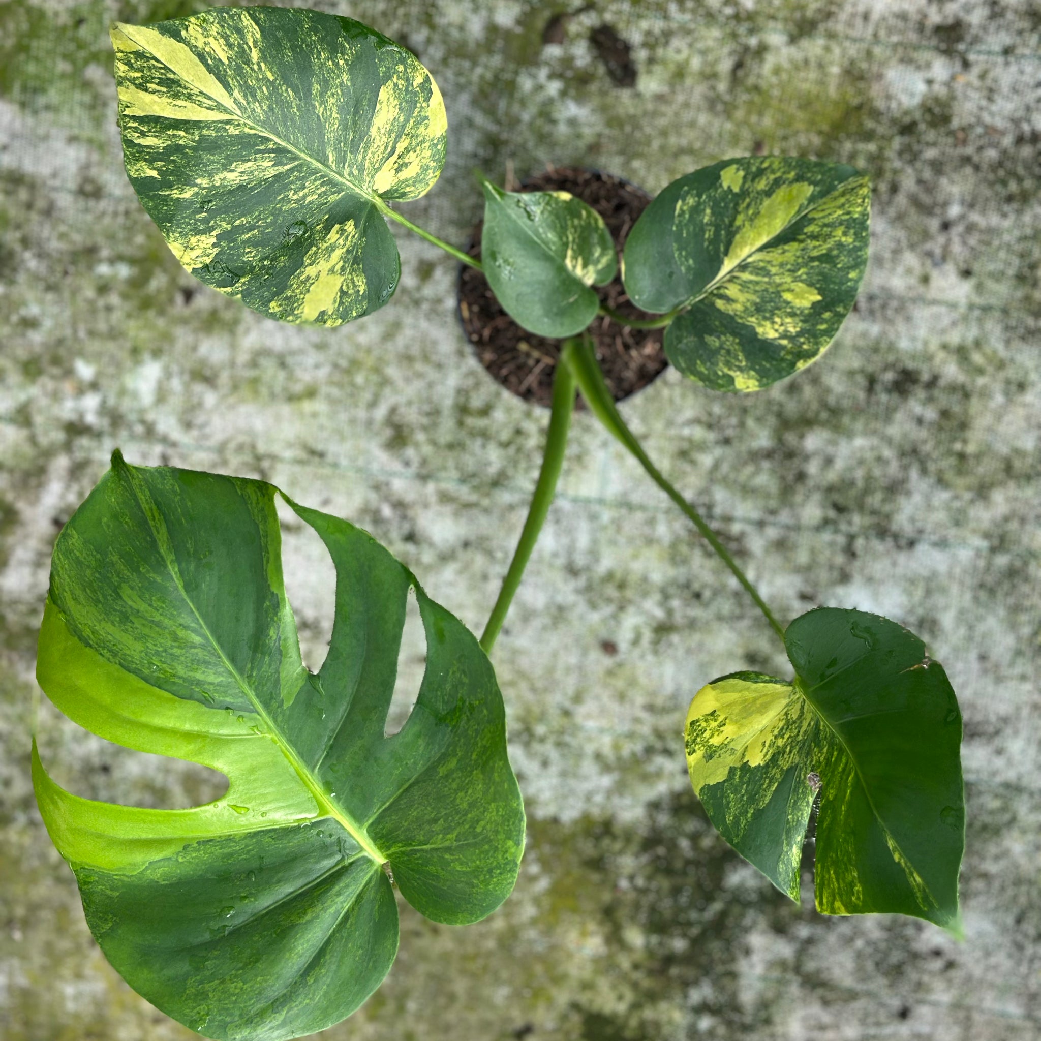 Monstera Yellow Marilyn