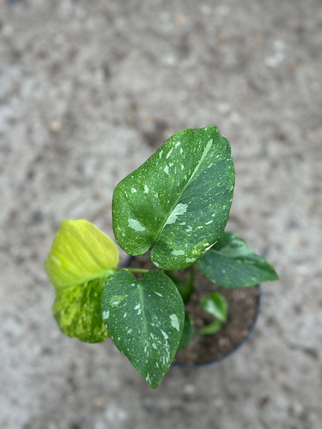 Monstera Thai 'Miracle' Tricolor'