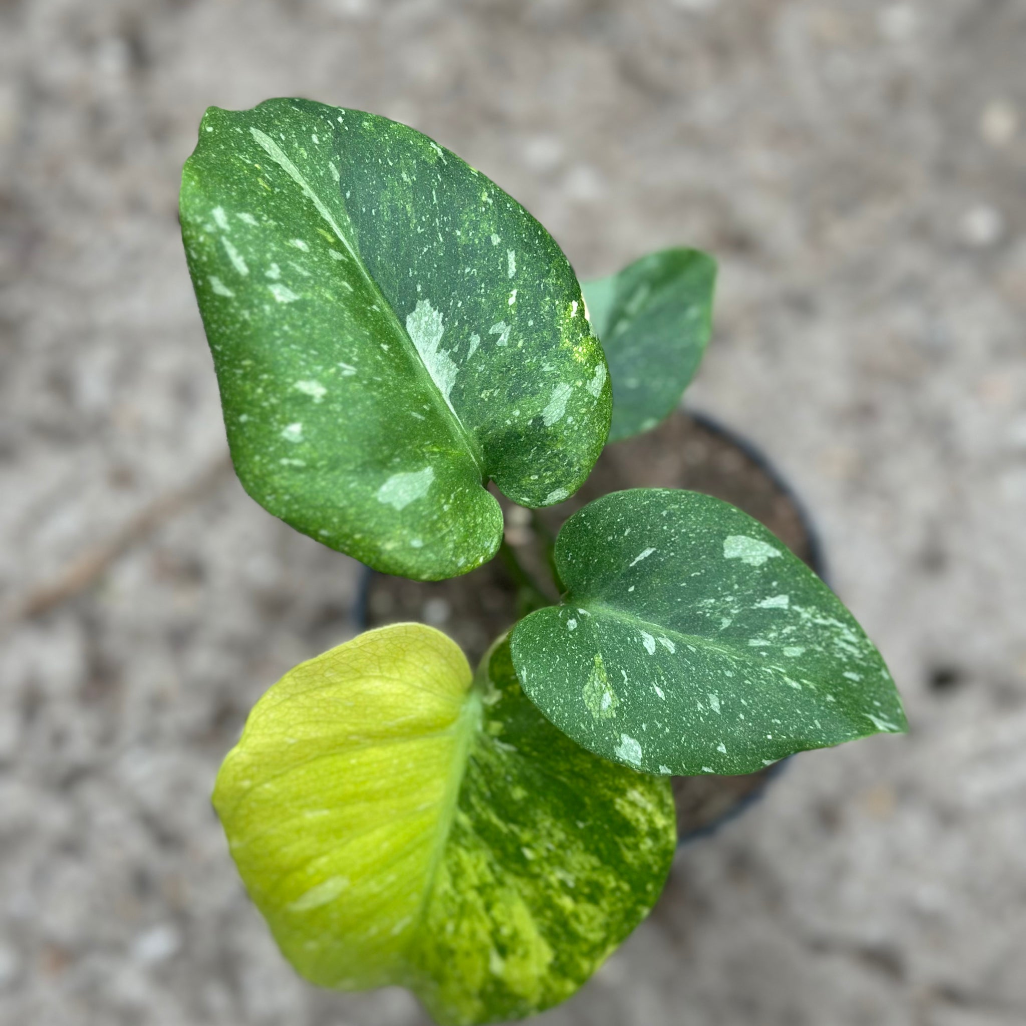 Monstera Thai 'Miracle' Tricolor'
