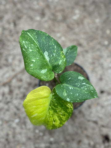 Monstera Thai 'Miracle' Tricolor'