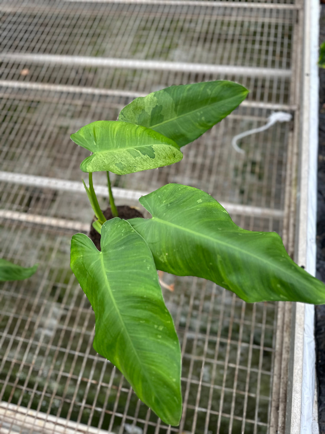 Philodendron Jose Buono