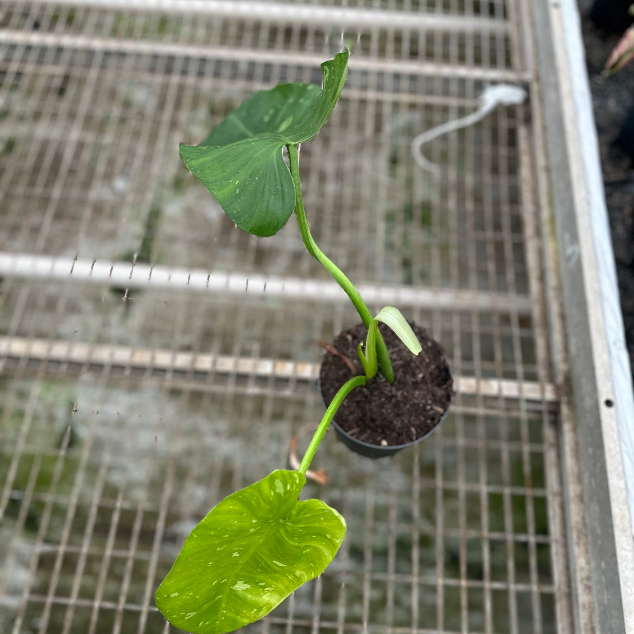 Philodendron Jose Buono