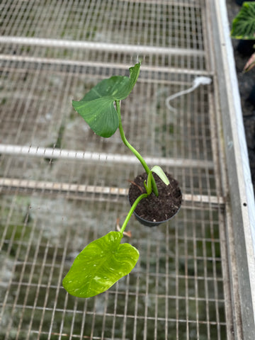 Philodendron Jose Buono