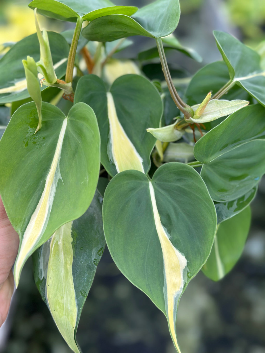 Philodendron Brasil Sliver Stripe