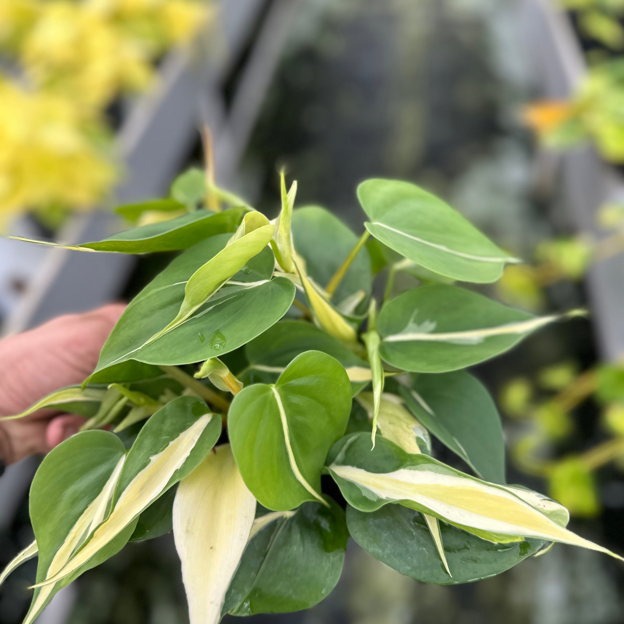 Philodendron Brasil Sliver Stripe