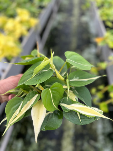 Philodendron Brasil Sliver Stripe