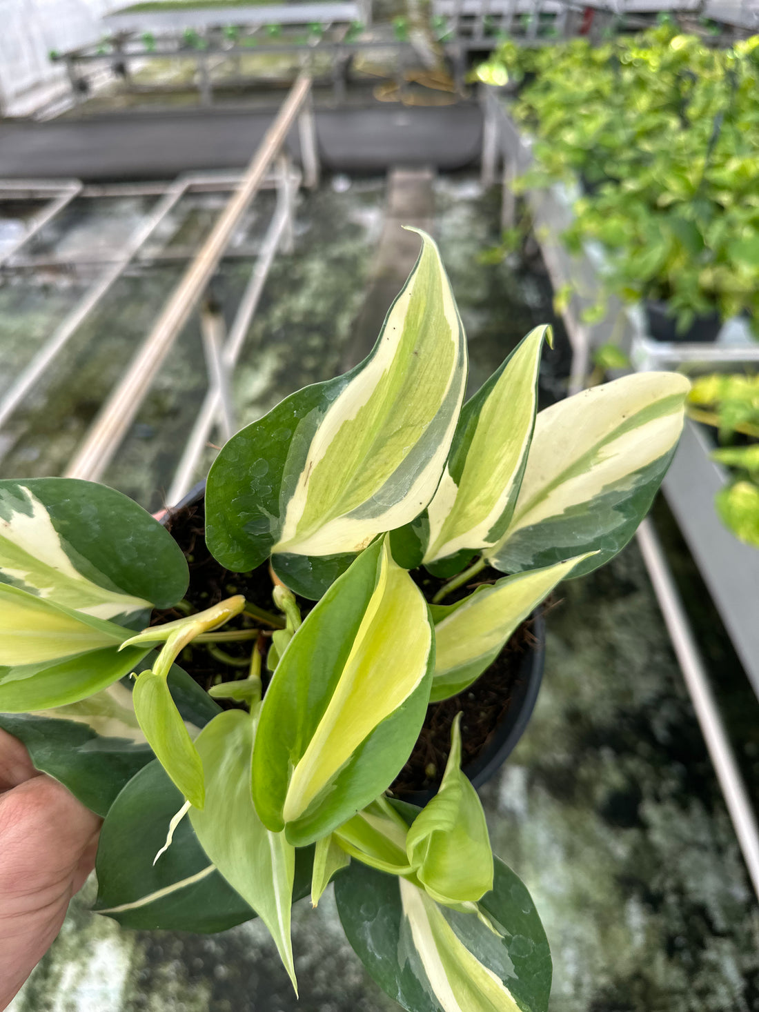Philodendron Brasil ‘Rio’
