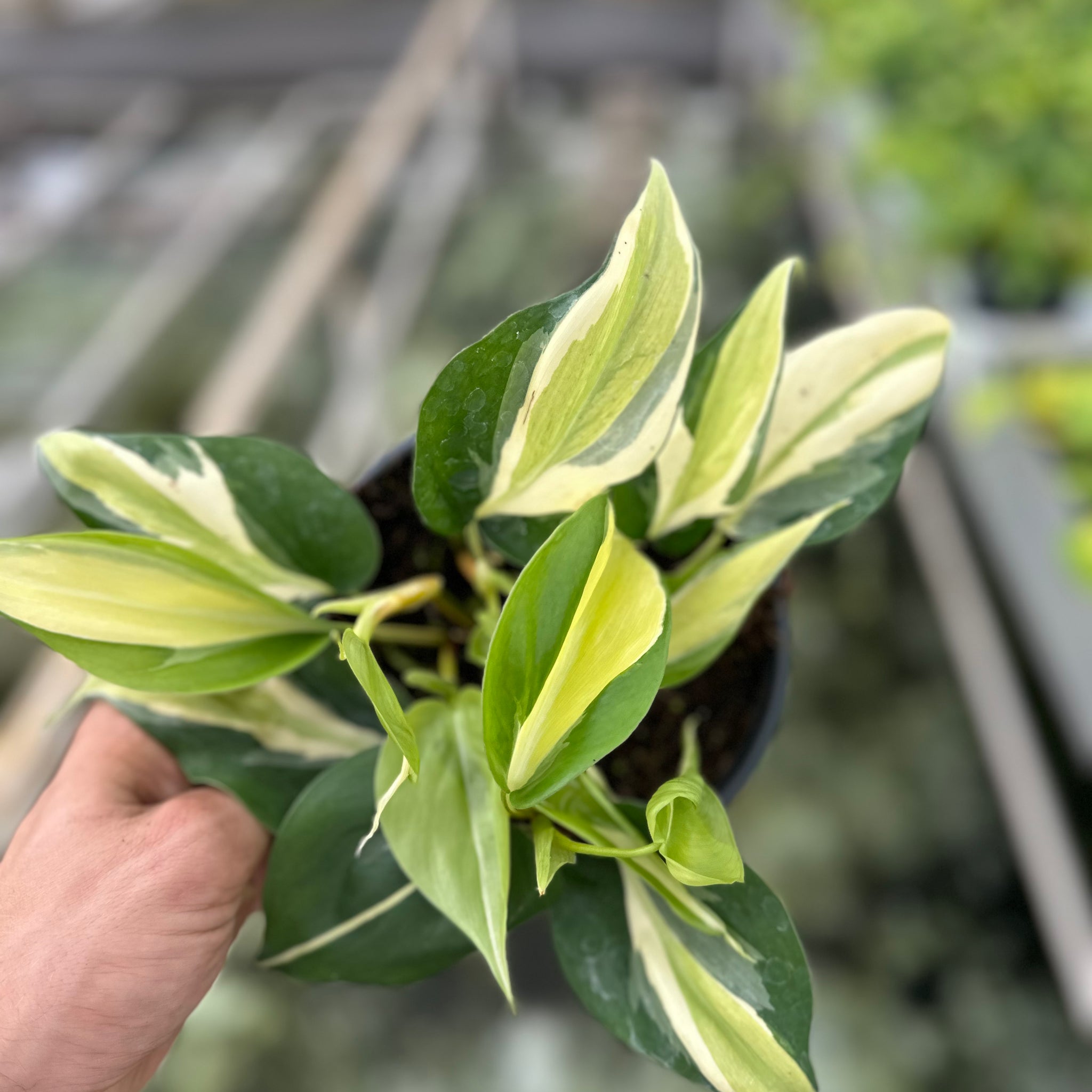 Philodendron Brasil ‘Rio’