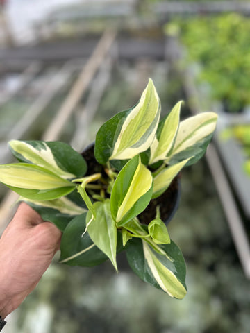 Philodendron Brasil ‘Rio’