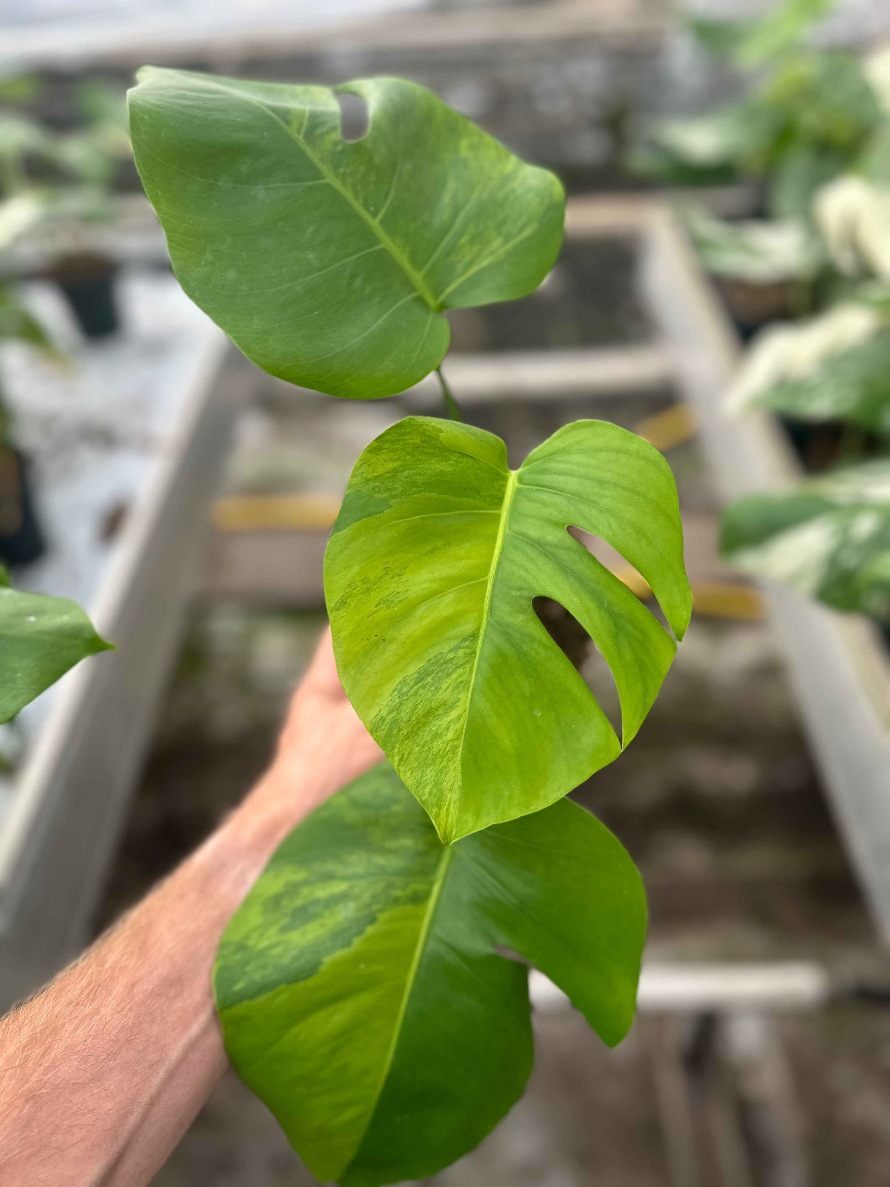 モンステラ・ポトス Monstera Green on Green Monstera Green on Green 6