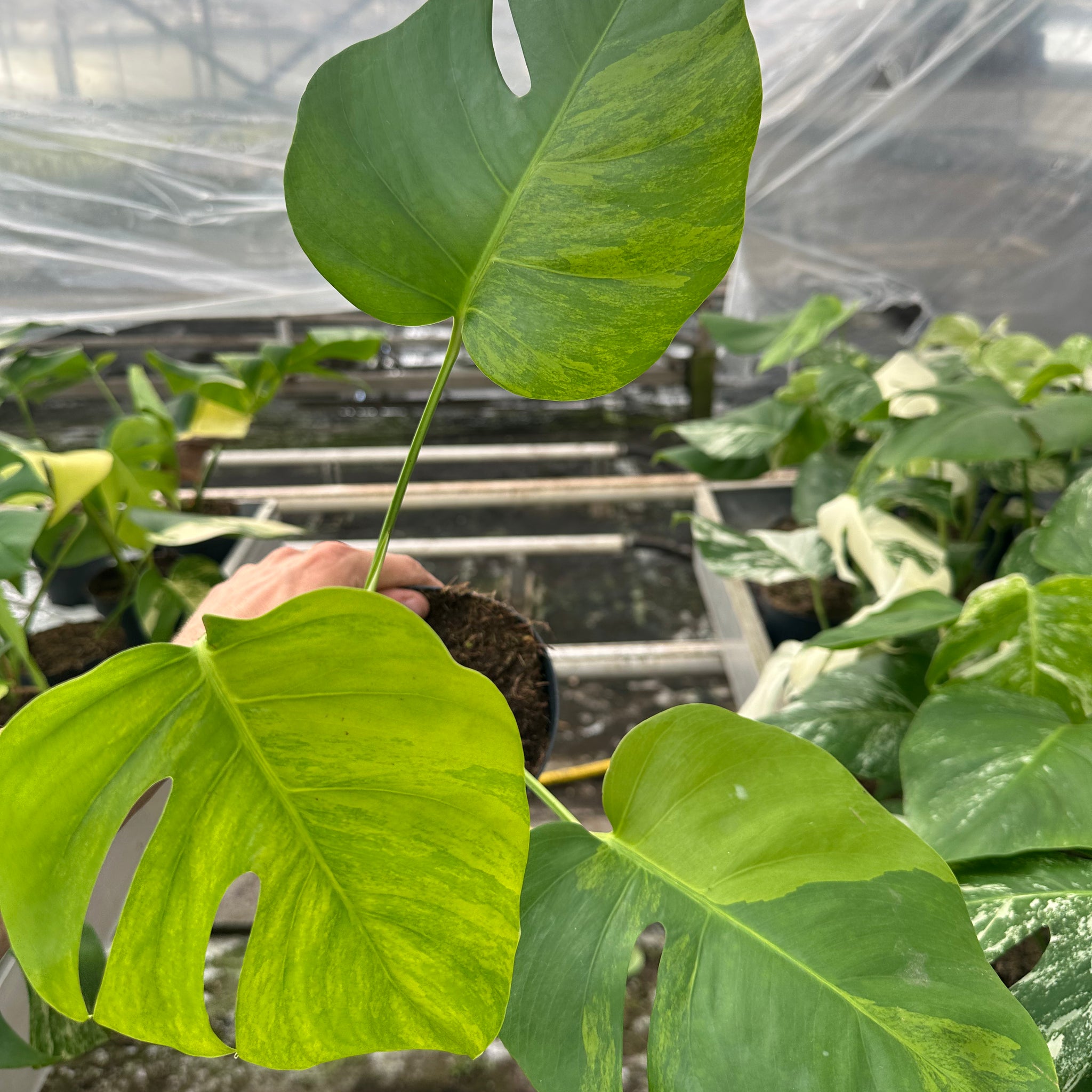 その他観葉植物 Monstera deliciosa v GreenonGreen'Match' その他観葉植物 Monstera deliciosa v GreenonGreen'Match