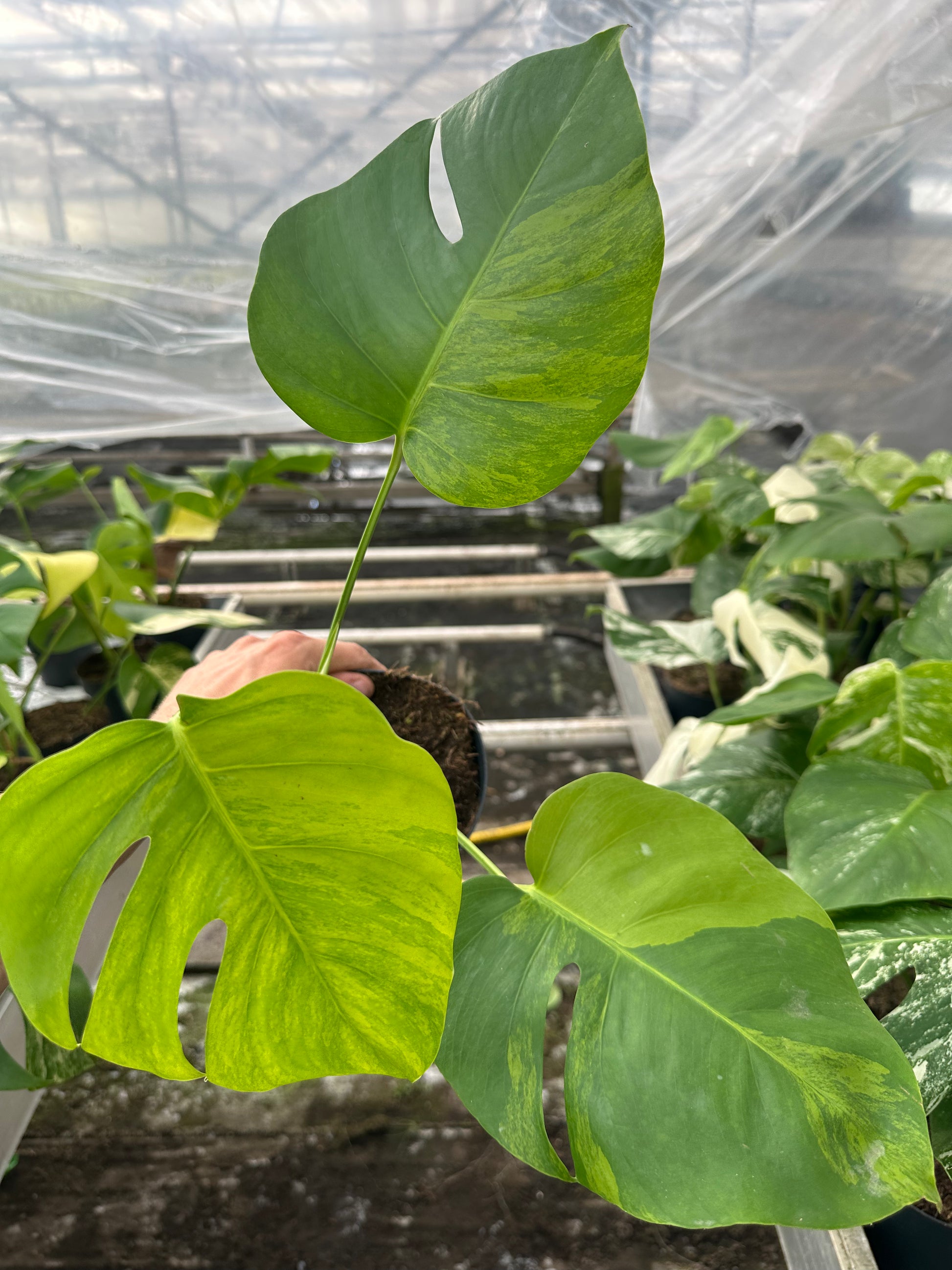 モンステラ・ポトス Monstera Green on Green Monstera Green on Green – GrowJungle