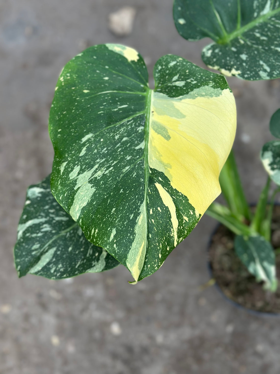 Monstera Yellow Mutation