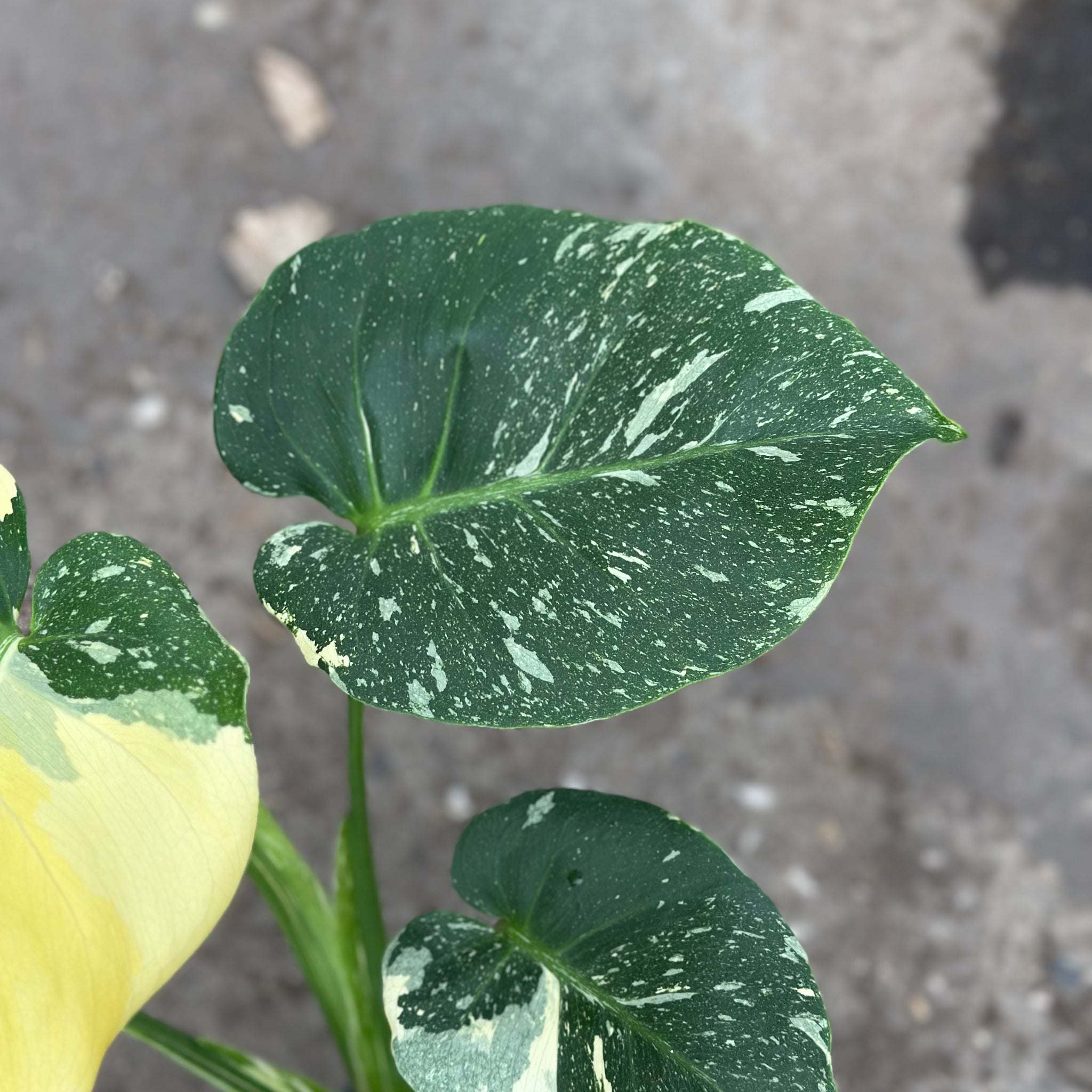 Monstera Yellow Mutation