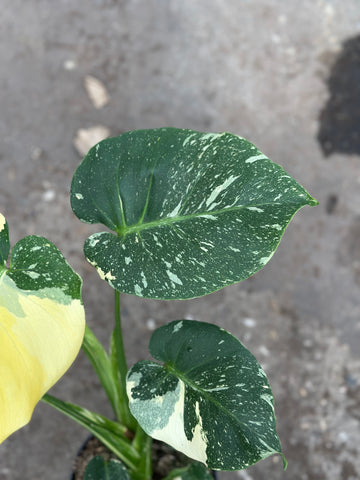 Monstera Yellow Mutation