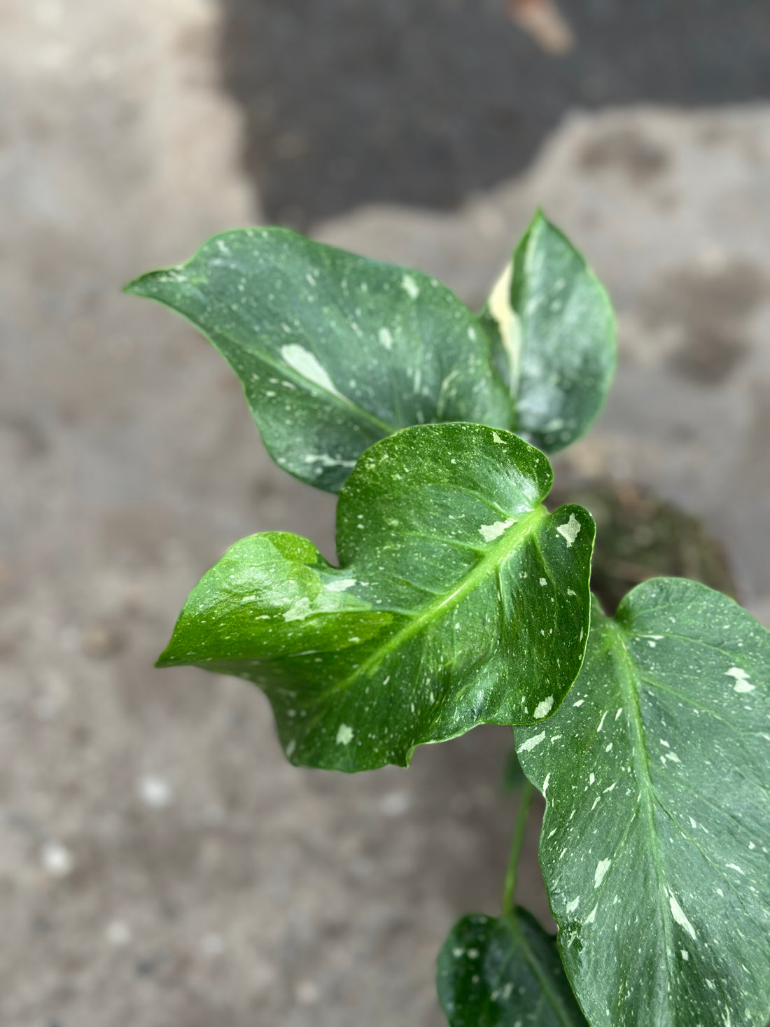 Monstera Thai 'New Mutation' S3