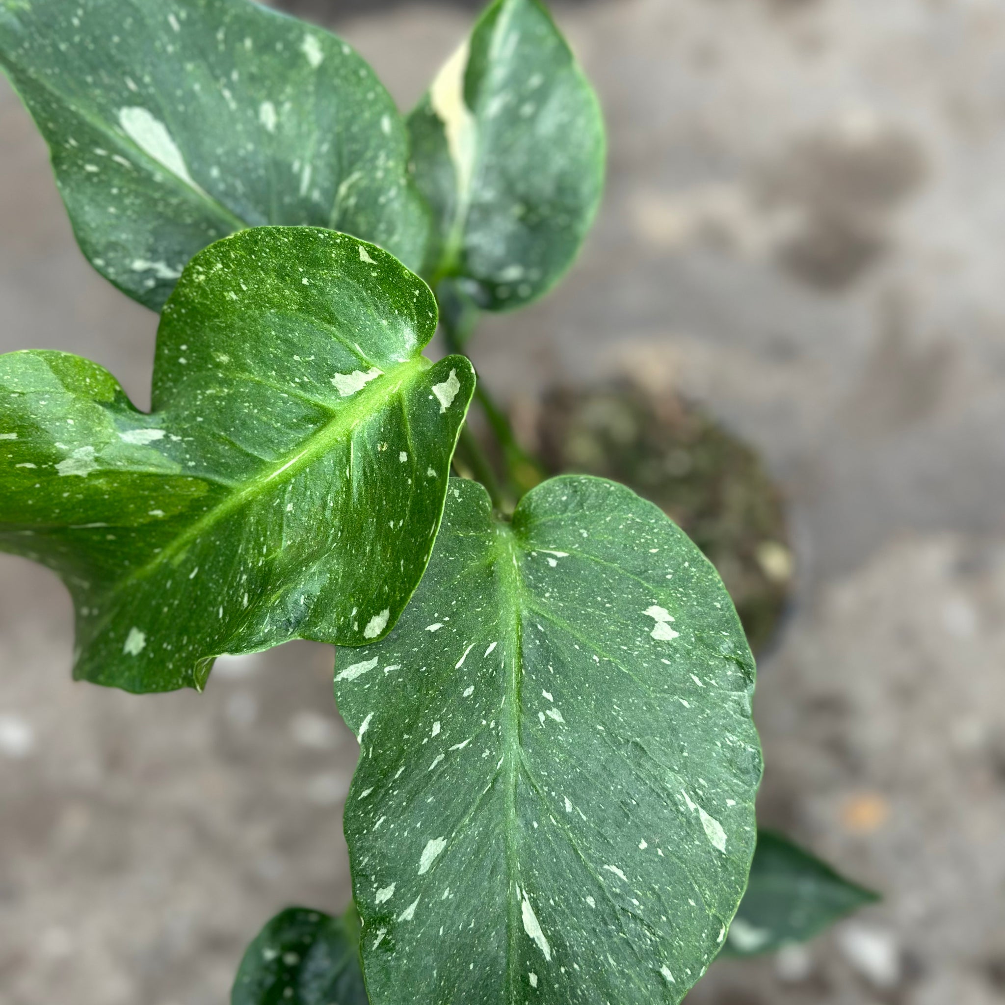 Monstera Thai 'New Mutation' S3