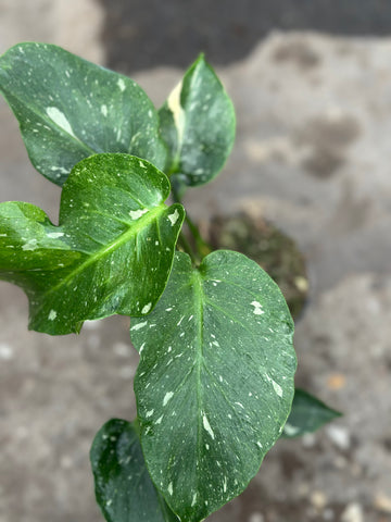 Monstera Thai 'New Mutation' S3