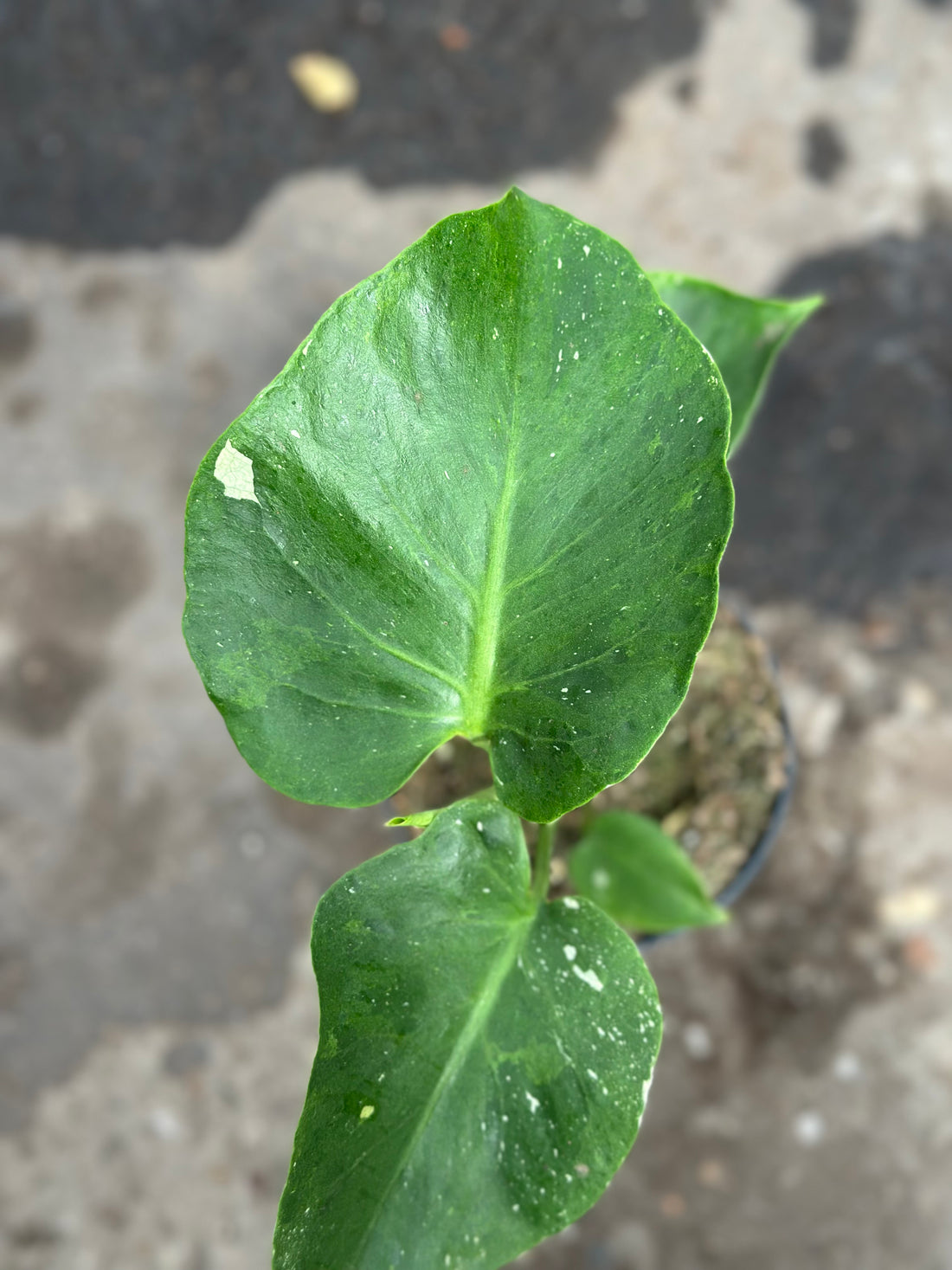 Monstera Thai 'New Mutation' S6