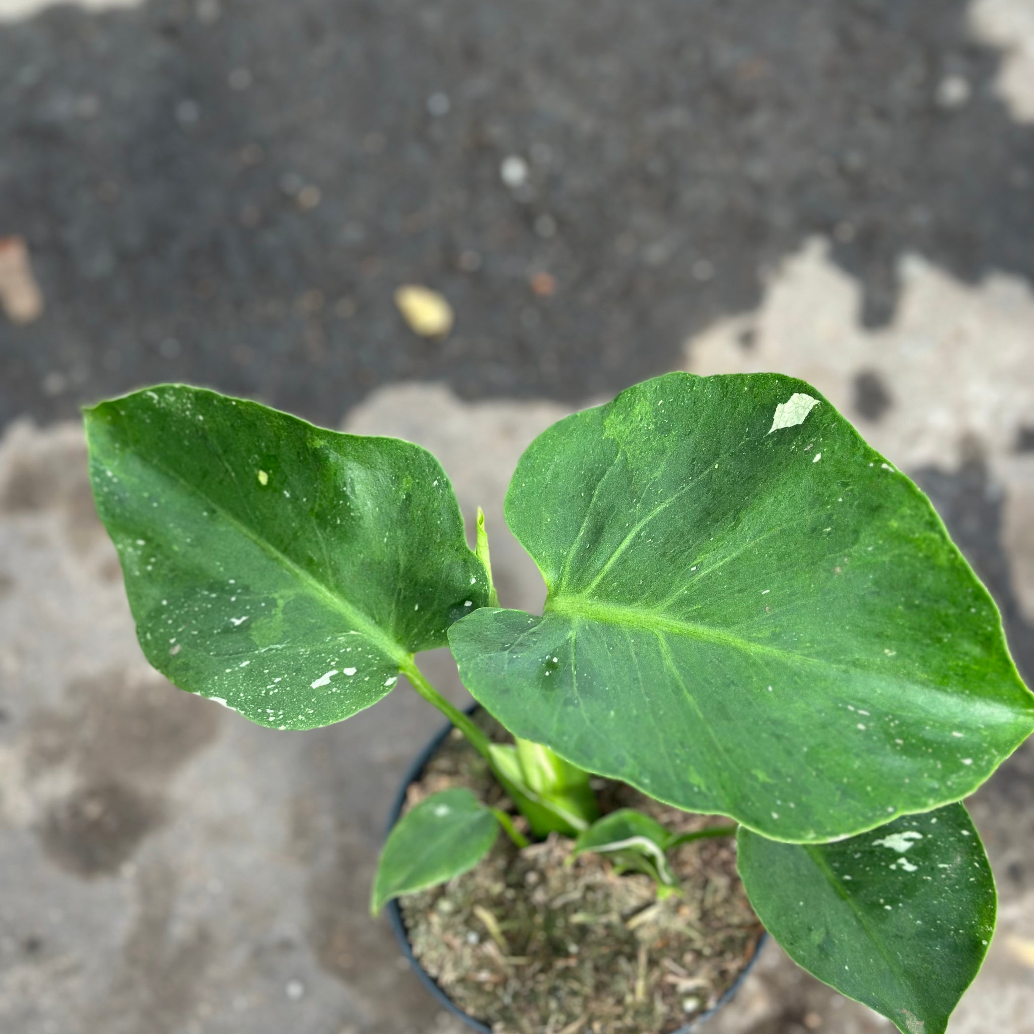 Monstera Thai 'New Mutation' S6